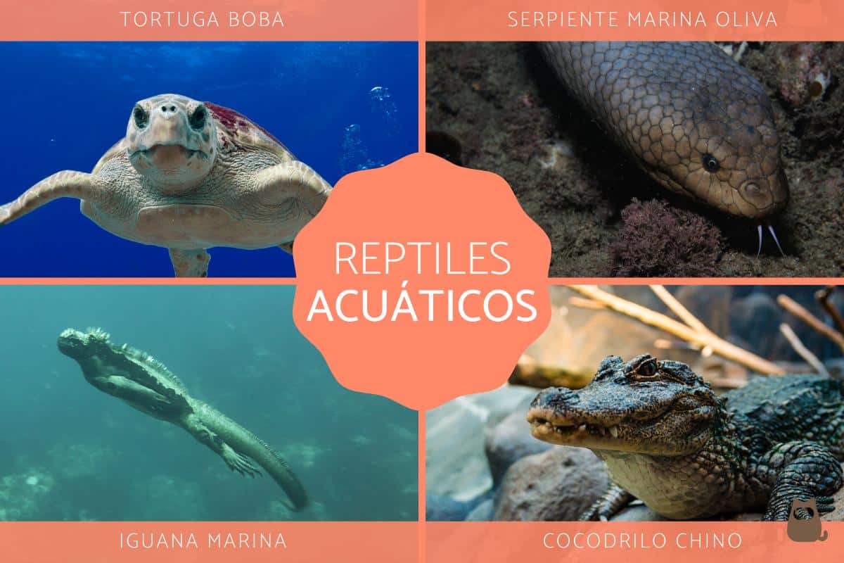 reptil acuatico