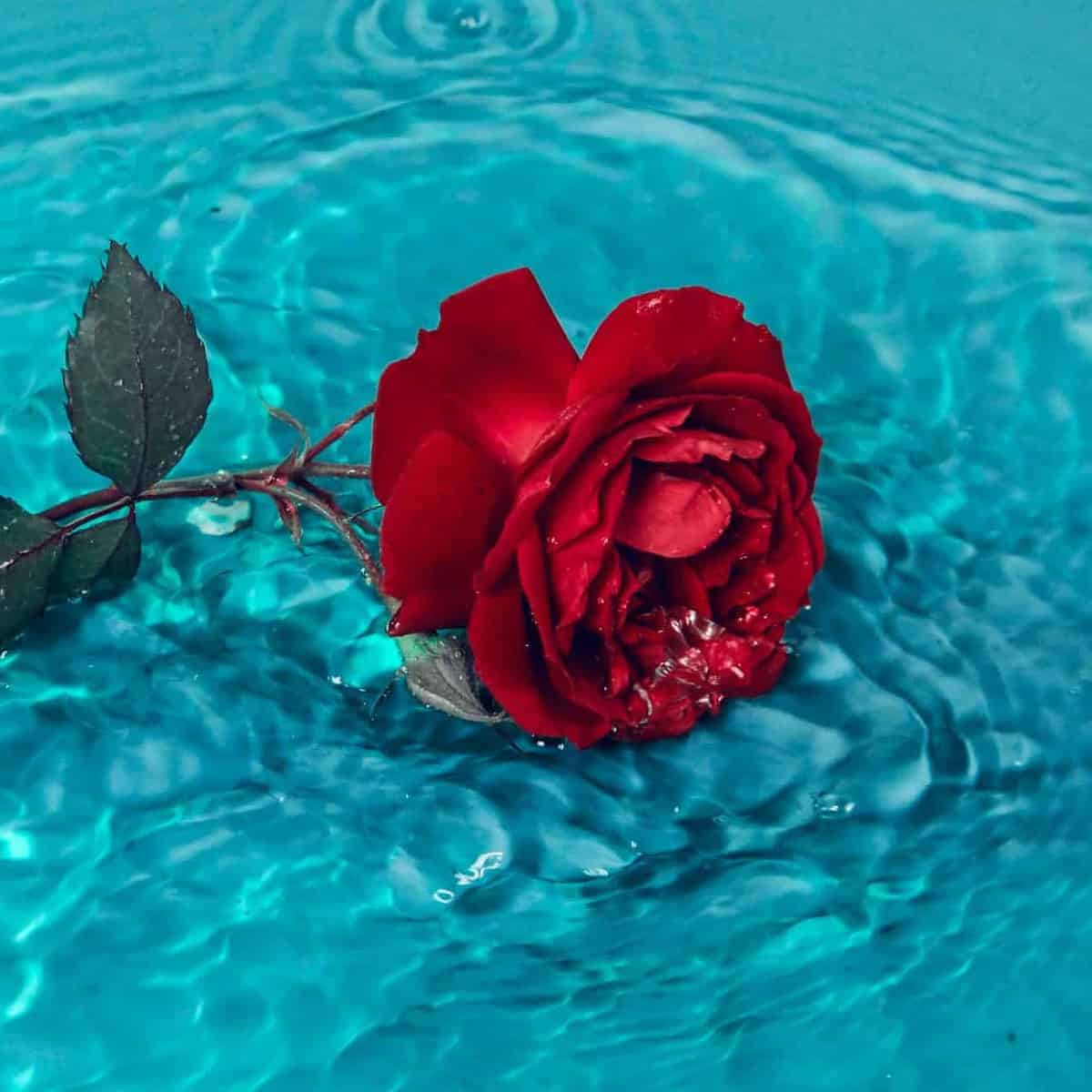 rosas con agua