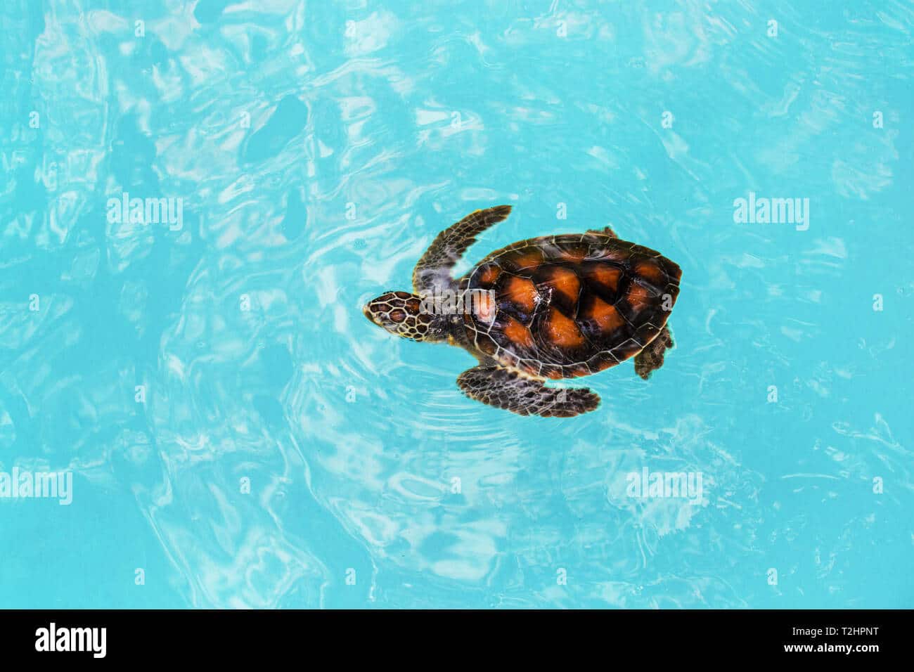 tortuga de agua joven