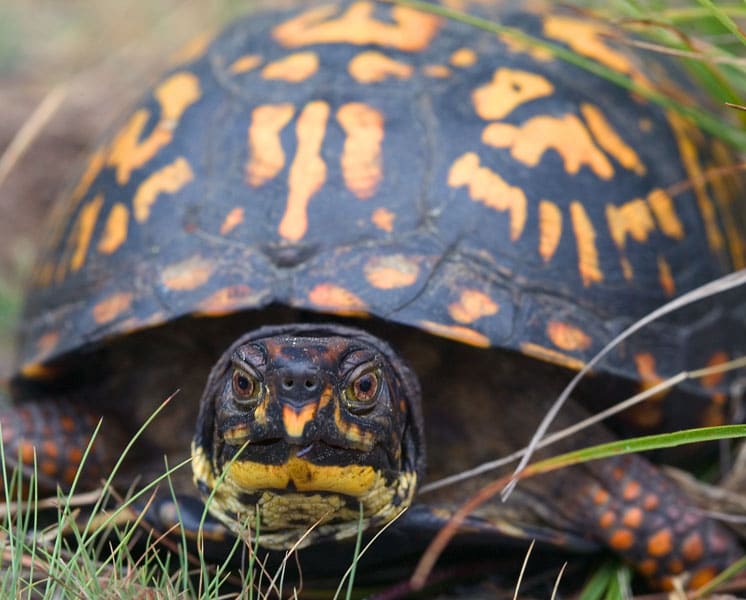 tortugas de ambos generos