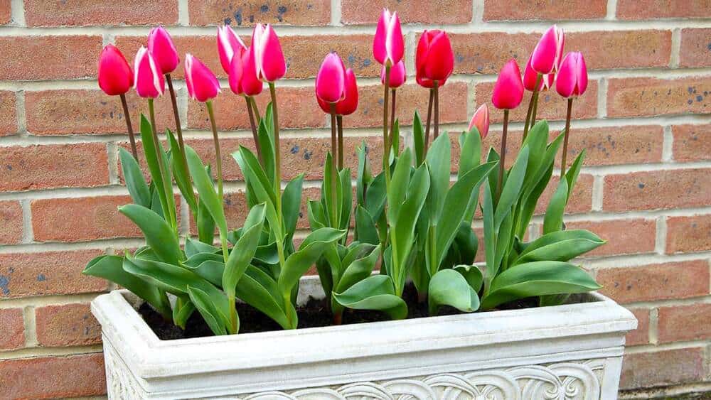 tulipanes en macetas