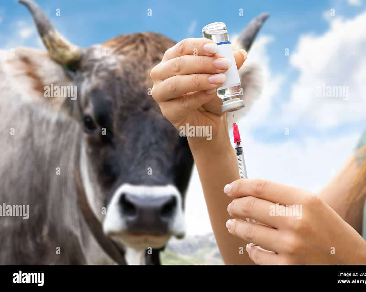 vaca siendo inyectada