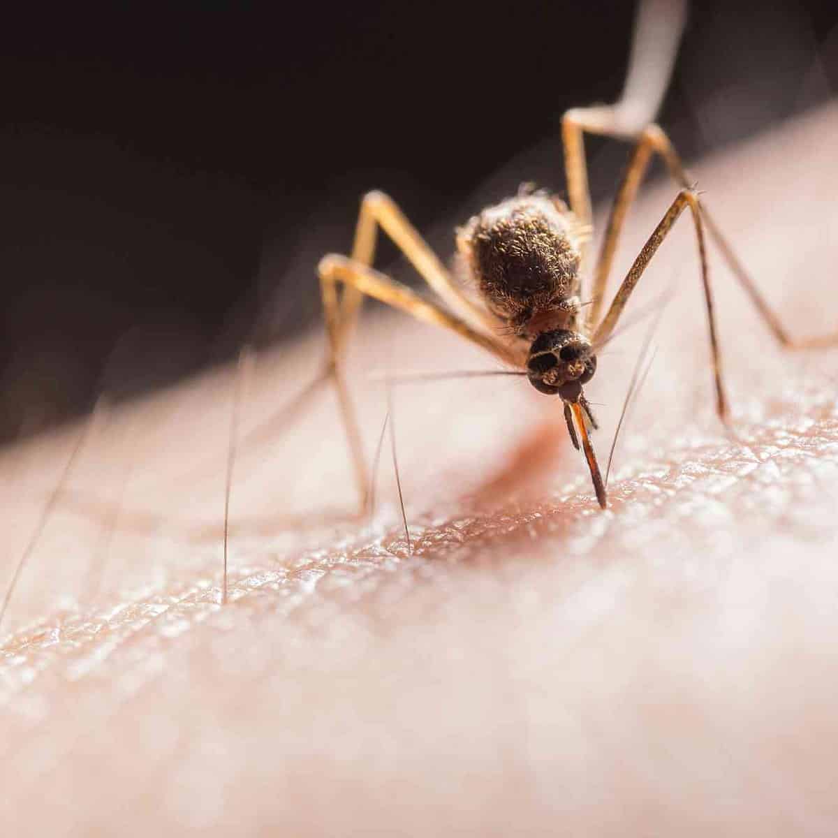 Aumentan casos de dengue en Bangladesh 