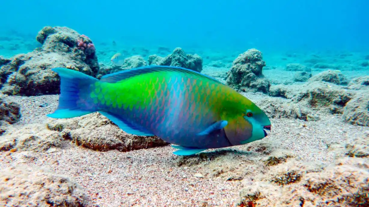 Descubre el colorido y fascinante mundo del pez loro