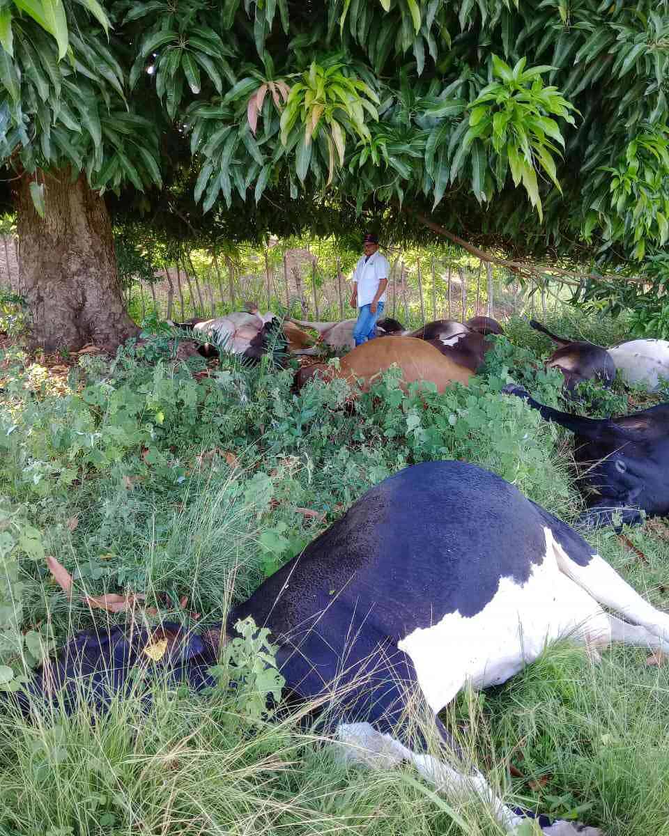 Rayo mata 17 vacas en Loma de Cabrera