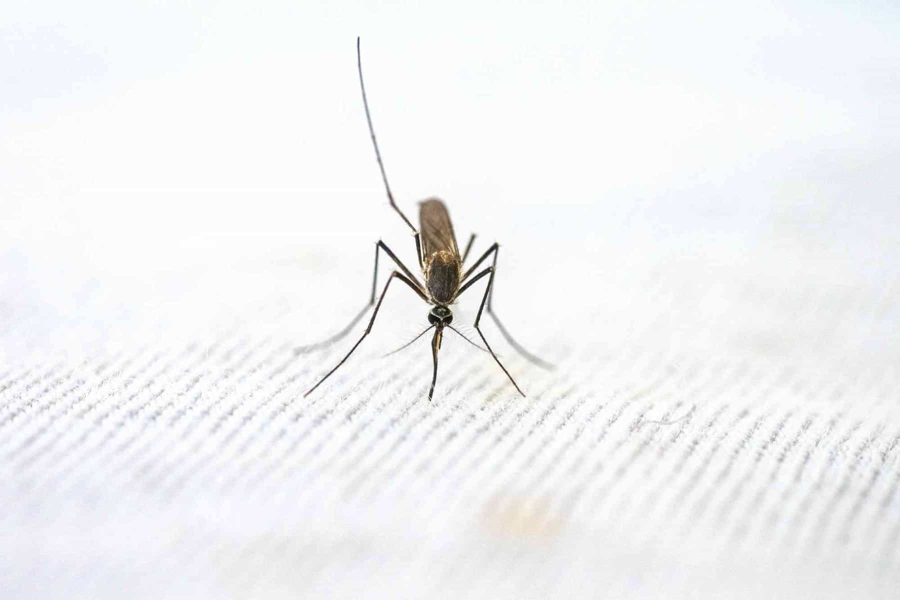 República Dominicana notifica segundo caso de malaria