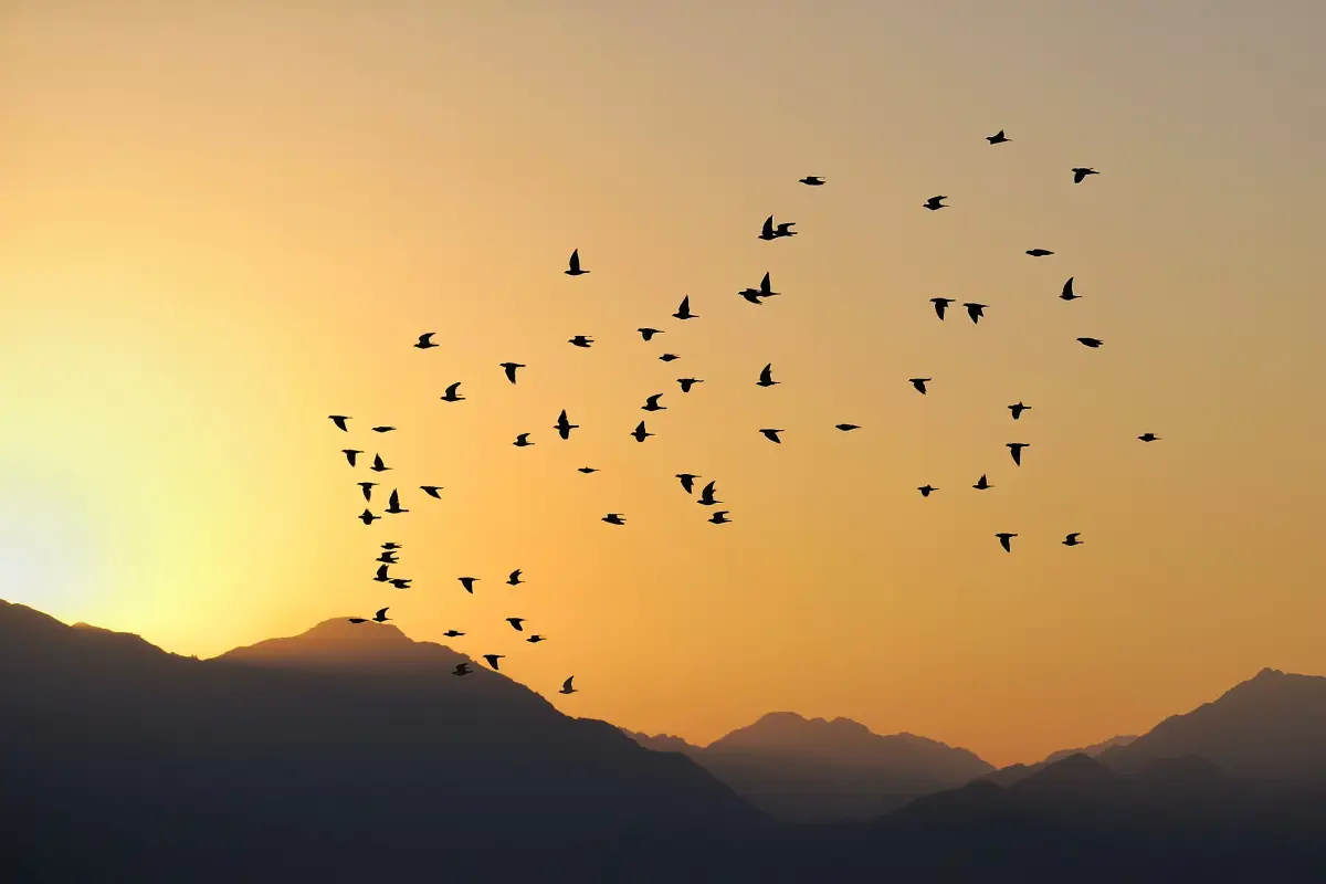 Alertan sobre riesgo por paso de aves migratorias en aeropuerto Tocumen