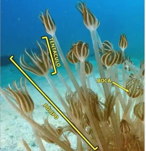 Coordinación Caribeña contra el coral invasor Unomia stolonifera