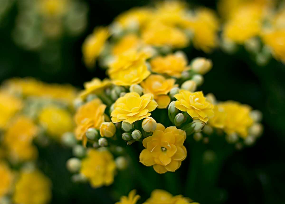 Regalar flores amarillas el 21 de marzo