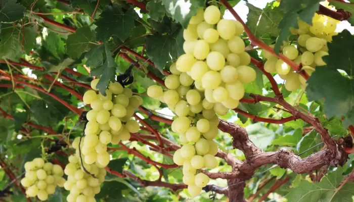 uvas de mesa de alto valor genético