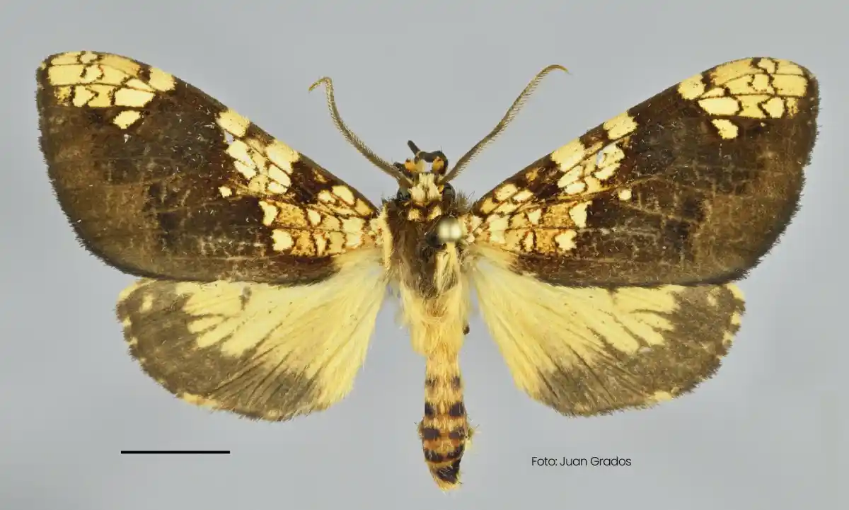 Descubren nueva especie de mariposa en Perú