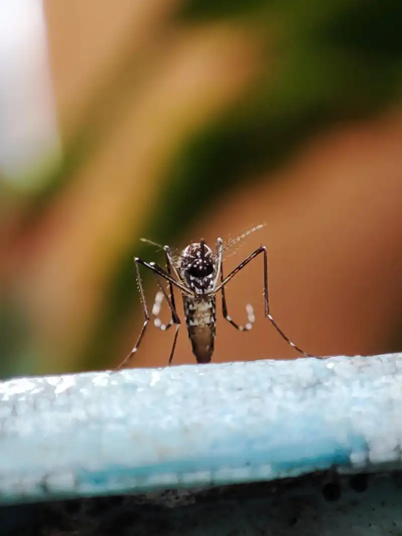 Desmitificando rumores: Bill Gates y el dengue en Latinoamérica