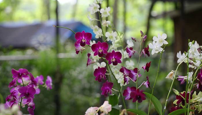 Festival de Orquídeas y flores en el Jardín Botánico de Santiago