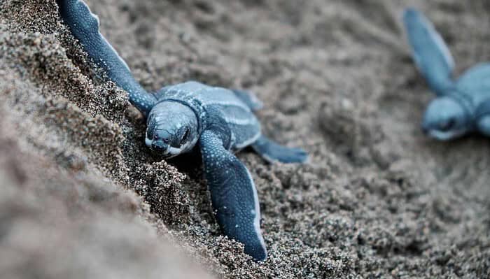 España celebra el Día del Medio Ambiente: Iniciativas y desafíos