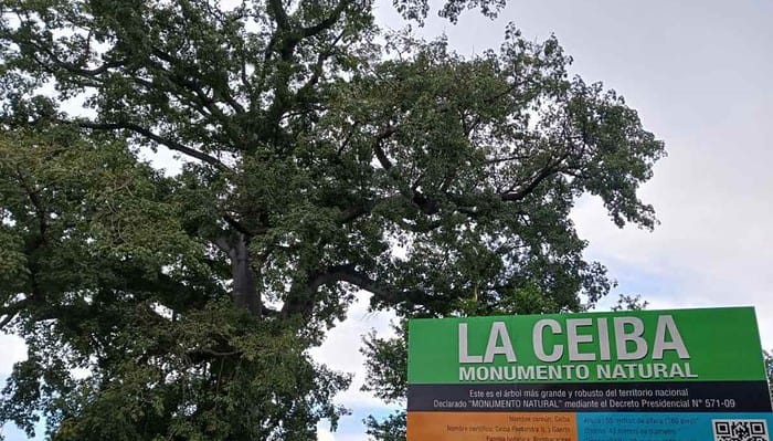 Polémica por nuevo acuerdo de comanejo del Monumento Natural La Ceiba